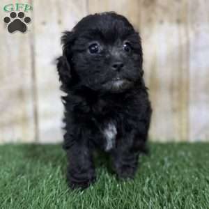 Cookie, Shih-Poo Puppy